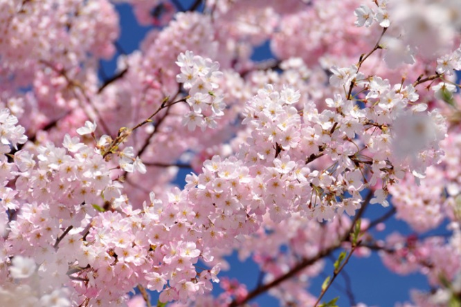 1-avril-japon-sakura.jpg